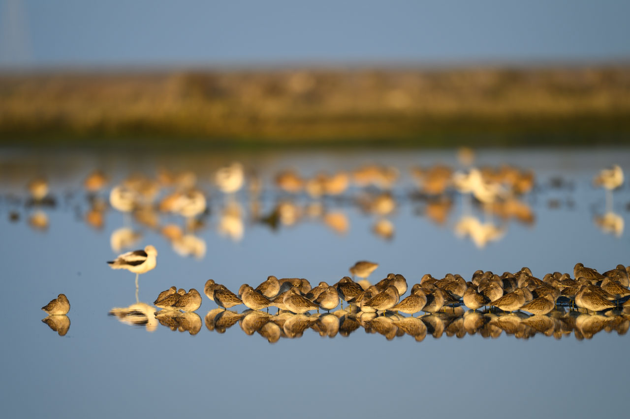 Flock of Long-billed Dowitchers gathered at the water’s edge at Bair Island