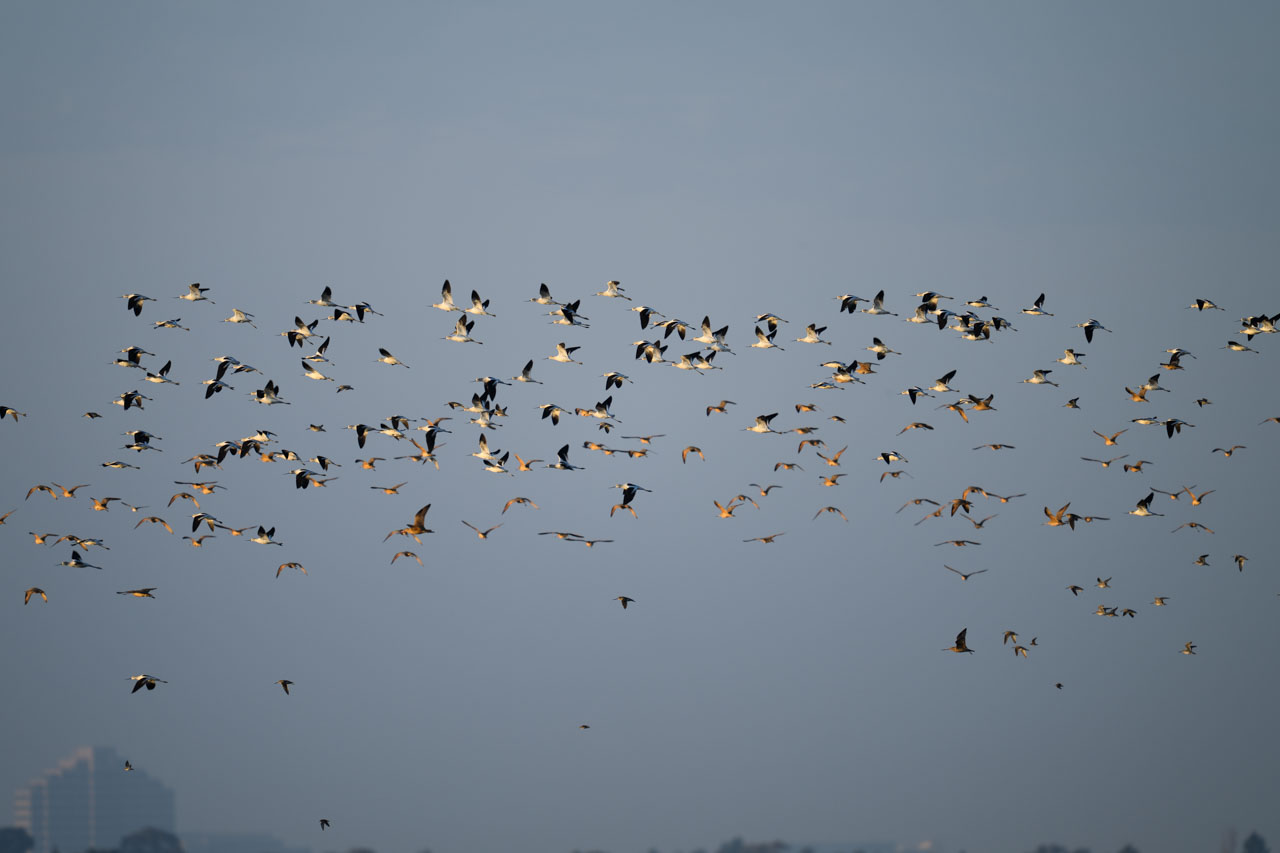 Distant view of a group of American Avocets flying across the evening sky at Bair Island