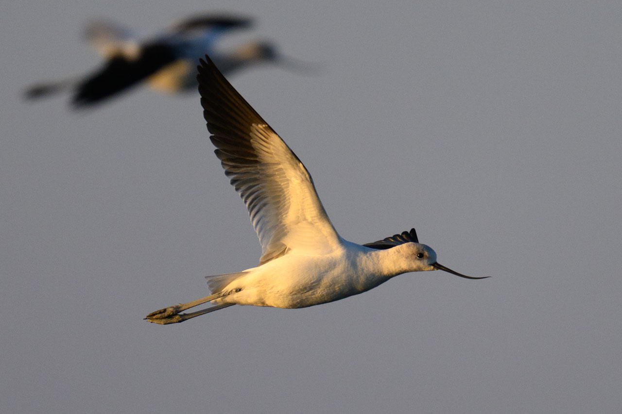 Close-up of an American Avocet flying across the evening sky at Bair Island
