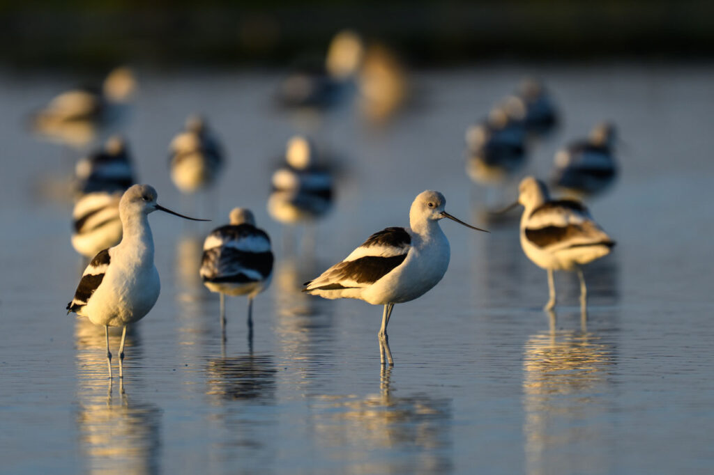 冬の水鳥（写真） fg2502_taka_01_01_main.jpg