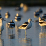 Group of American Avocets standing in shallow water at sunset at Bair Island