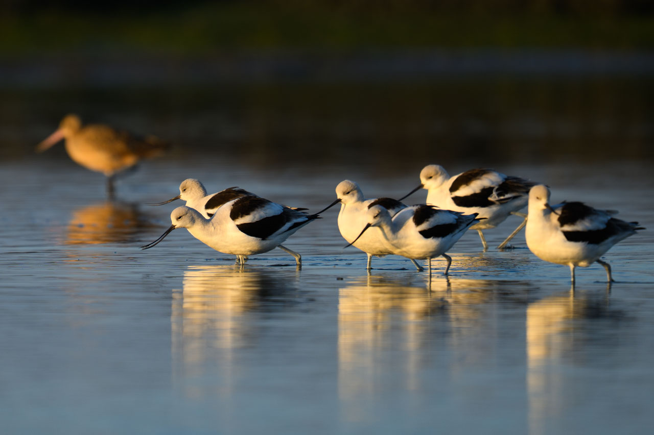 Group of American Avocets foraging while walking through wetland at Bair Island