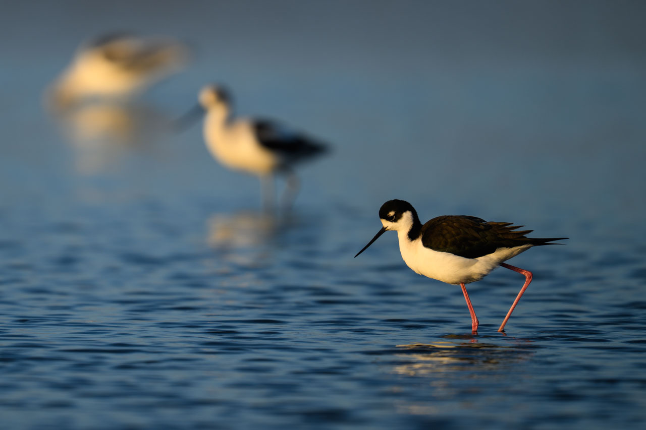 Black-necked Stilts walking in shallow water at sunset at Bair Island