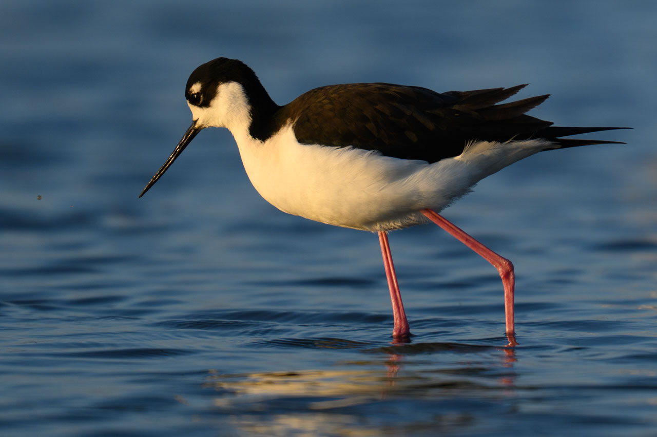 Single Black-necked Stilt walking in shallow water at sunset at Bair Island