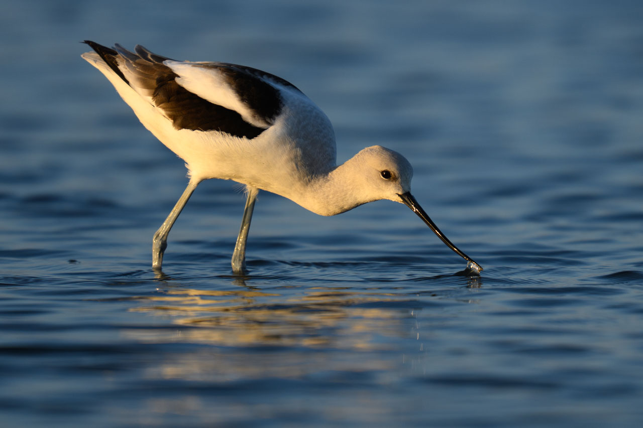 American Avocet probing its bill into shallow water at Bair Island