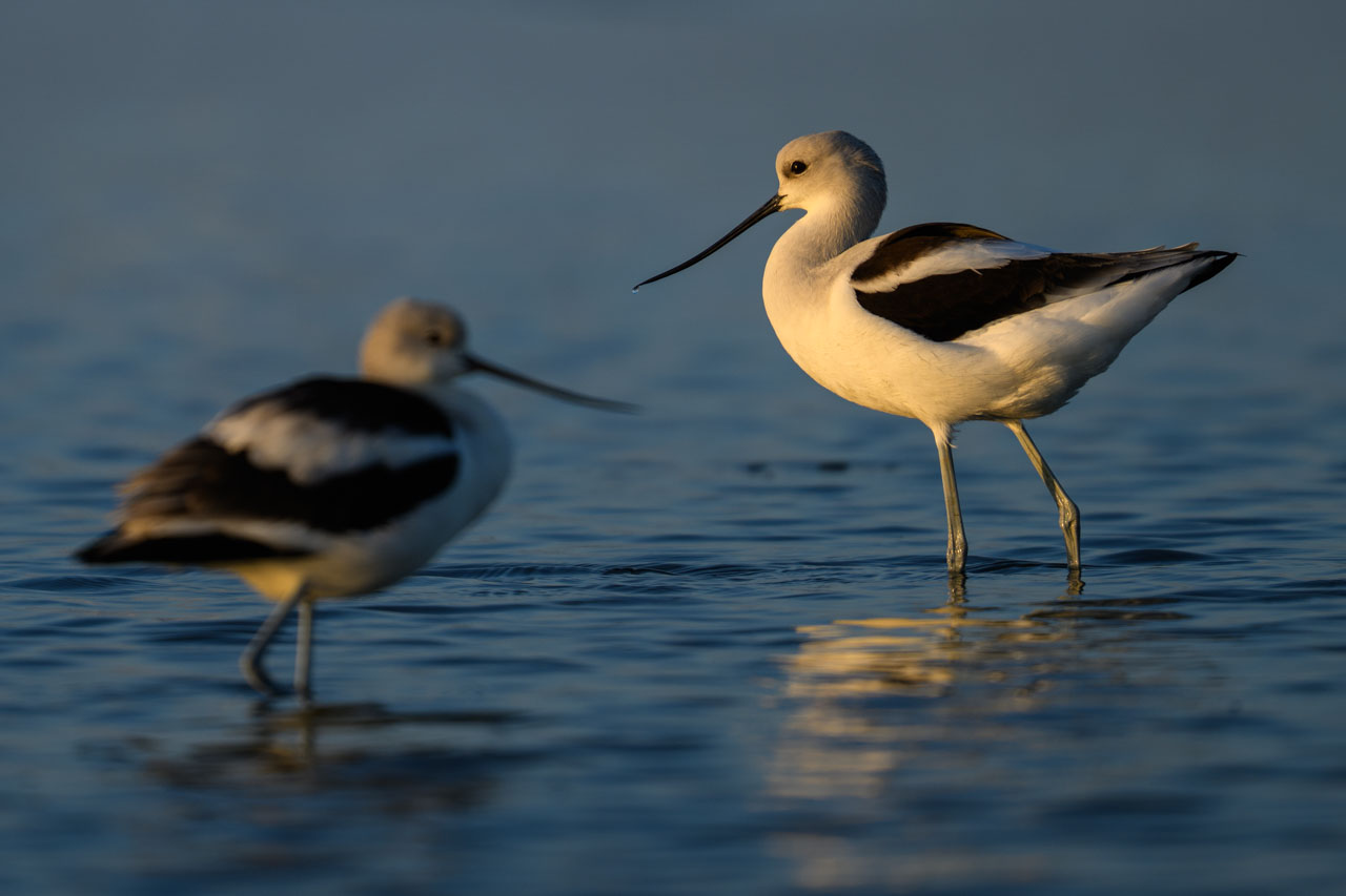 Two American Avocets standing in shallow water at sunset at Bair Island