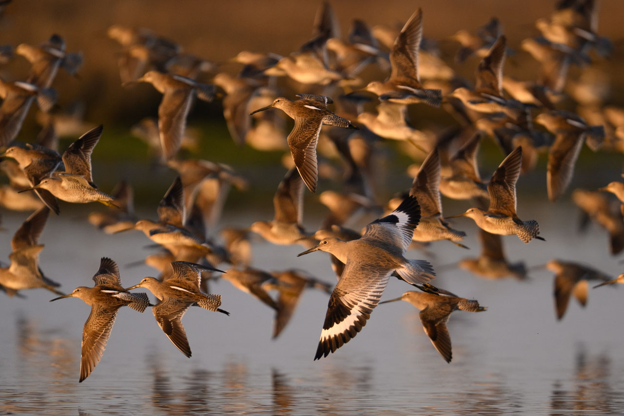 Large flock of Long-billed Dowitchers flying at sunset at Bair Island