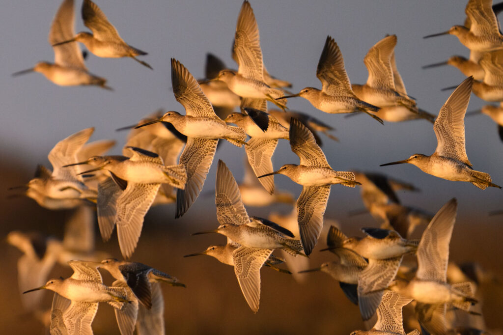Large flock of Long-billed Dowitchers flying at sunset at Bair Island