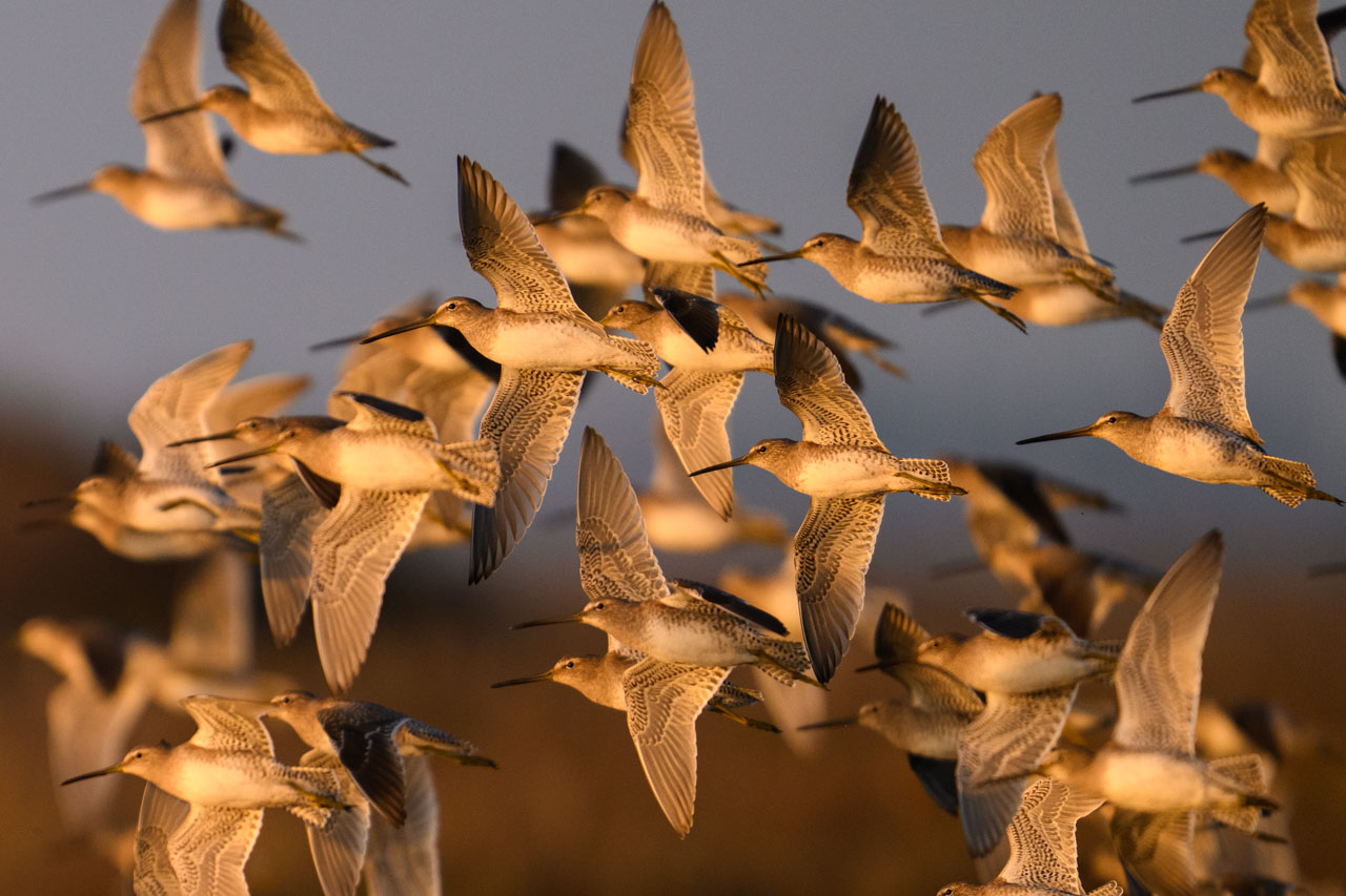 Large flock of Long-billed Dowitchers flying at sunset at Bair Island