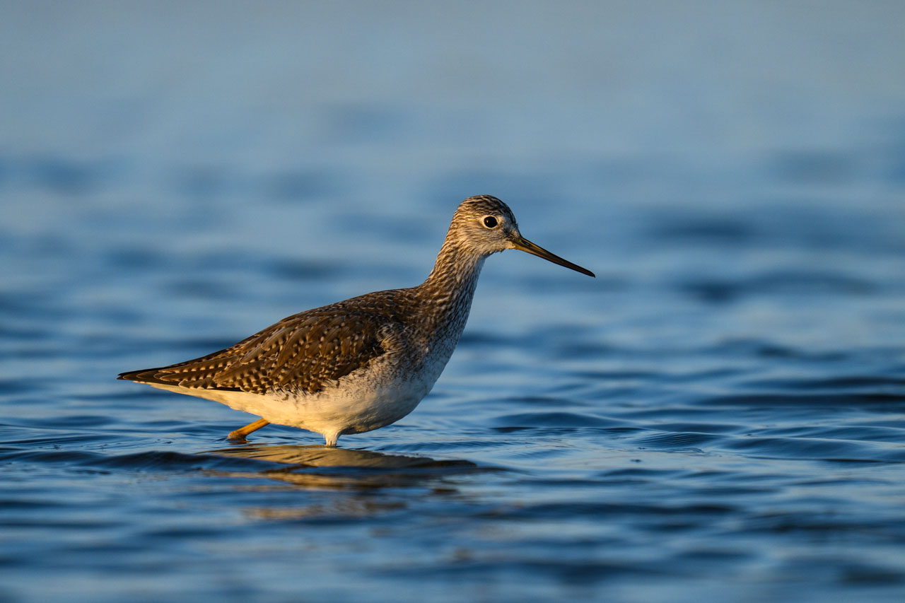 Greater Yellowlegs walking in shallow water at Bair Island