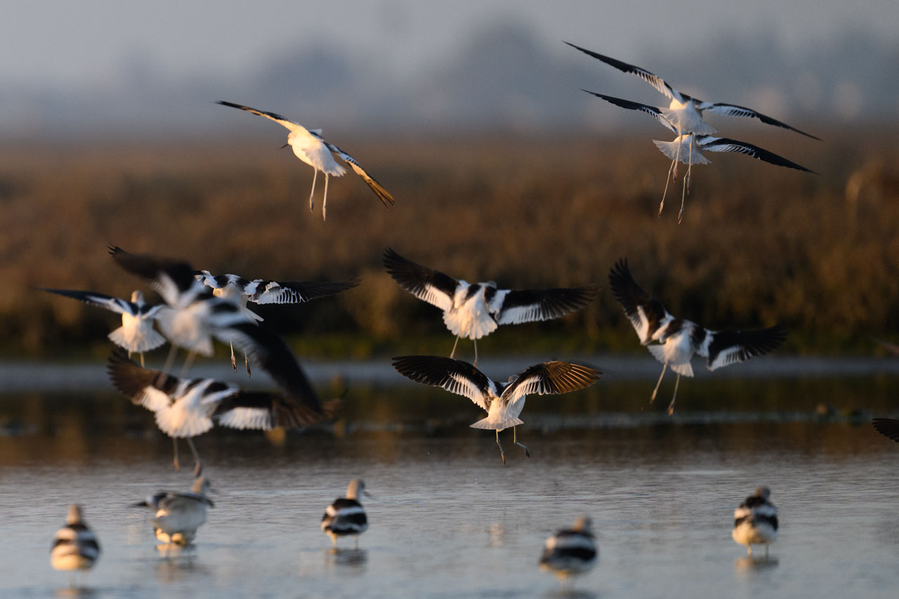 Rear view of a group of American Avocets landing in a wetland at Bair Island