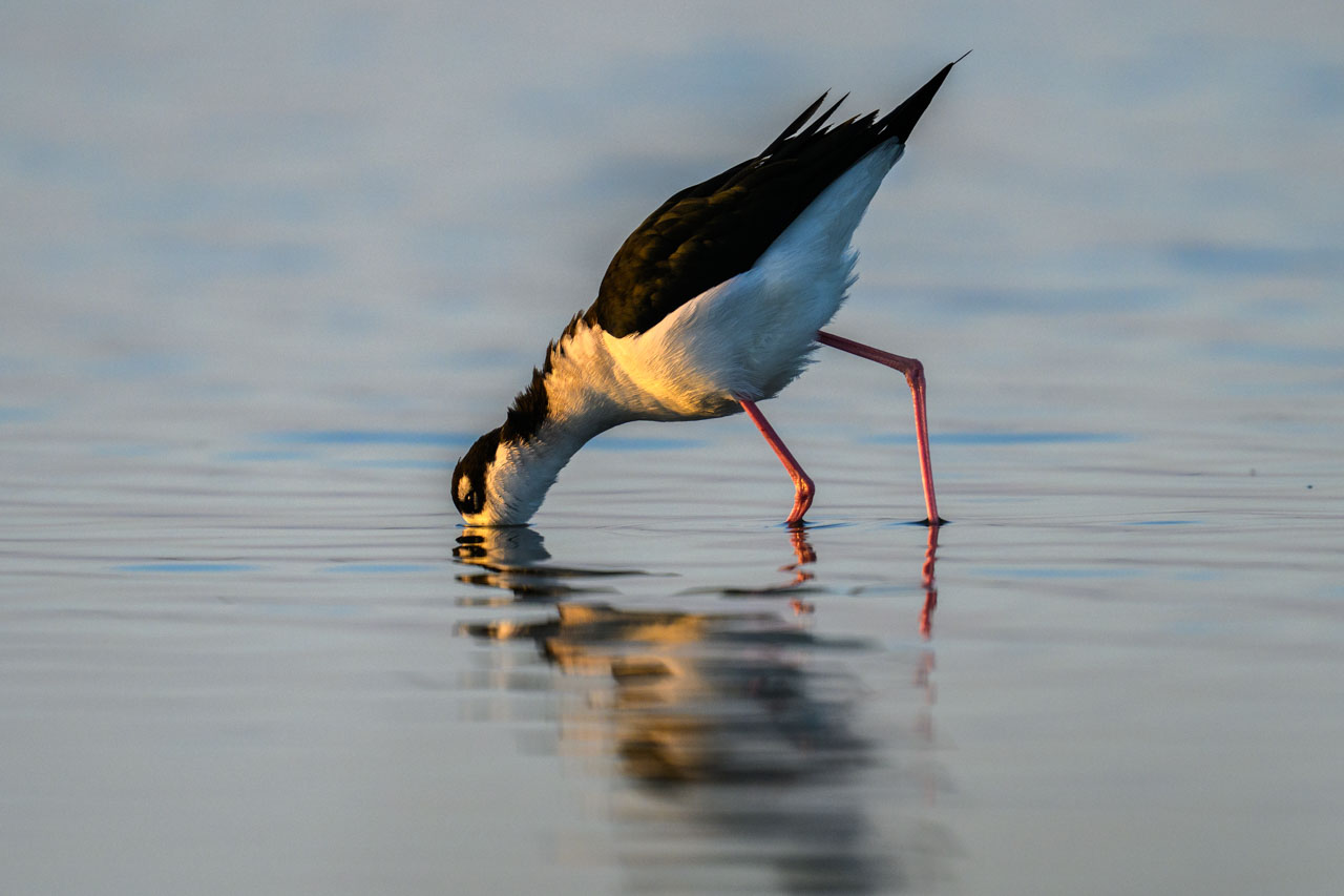 Black-necked Stilt probing deeply in shallow water at Bair Island