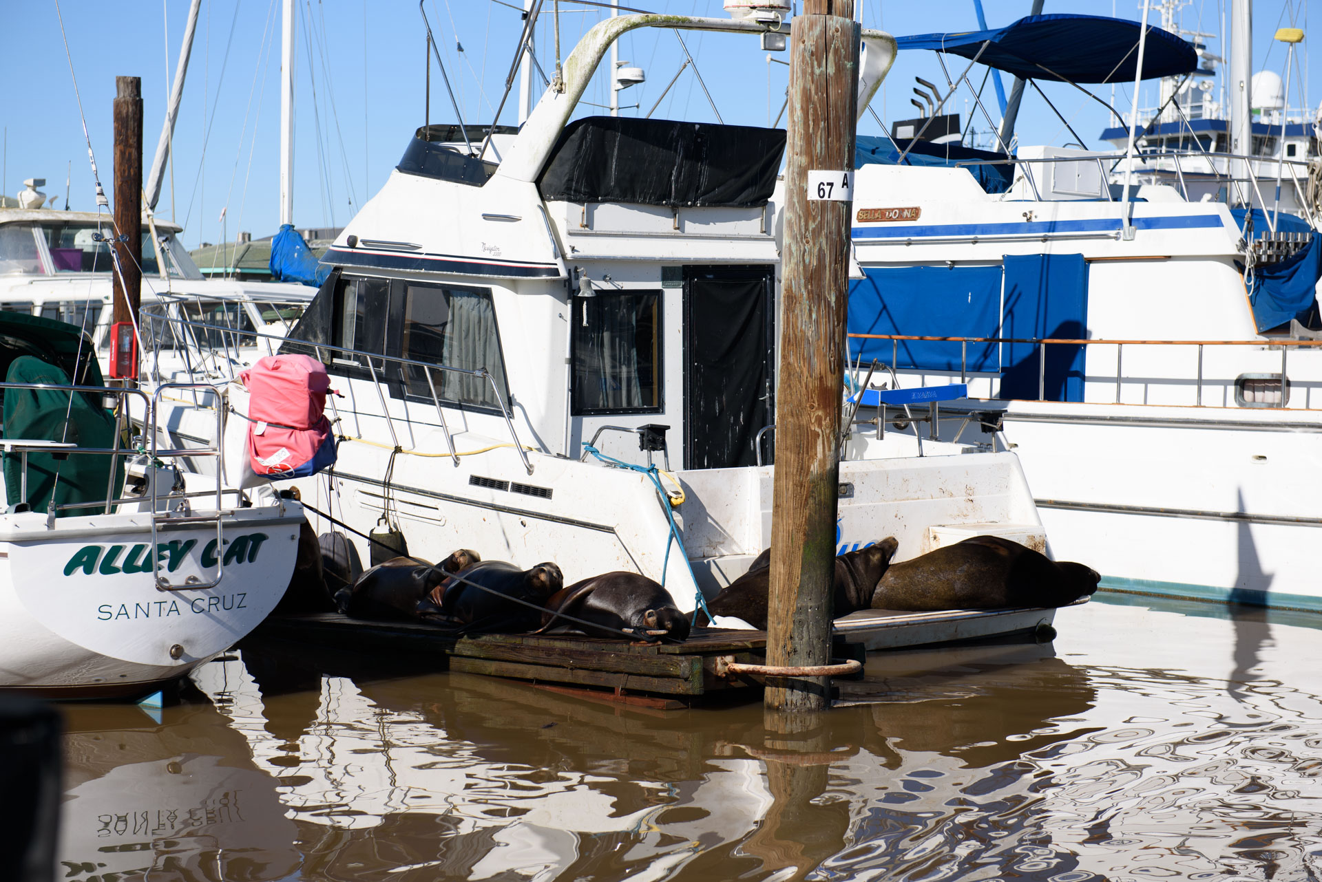 California Sea Lions resting around a boat at Elkhorn Slough in winter