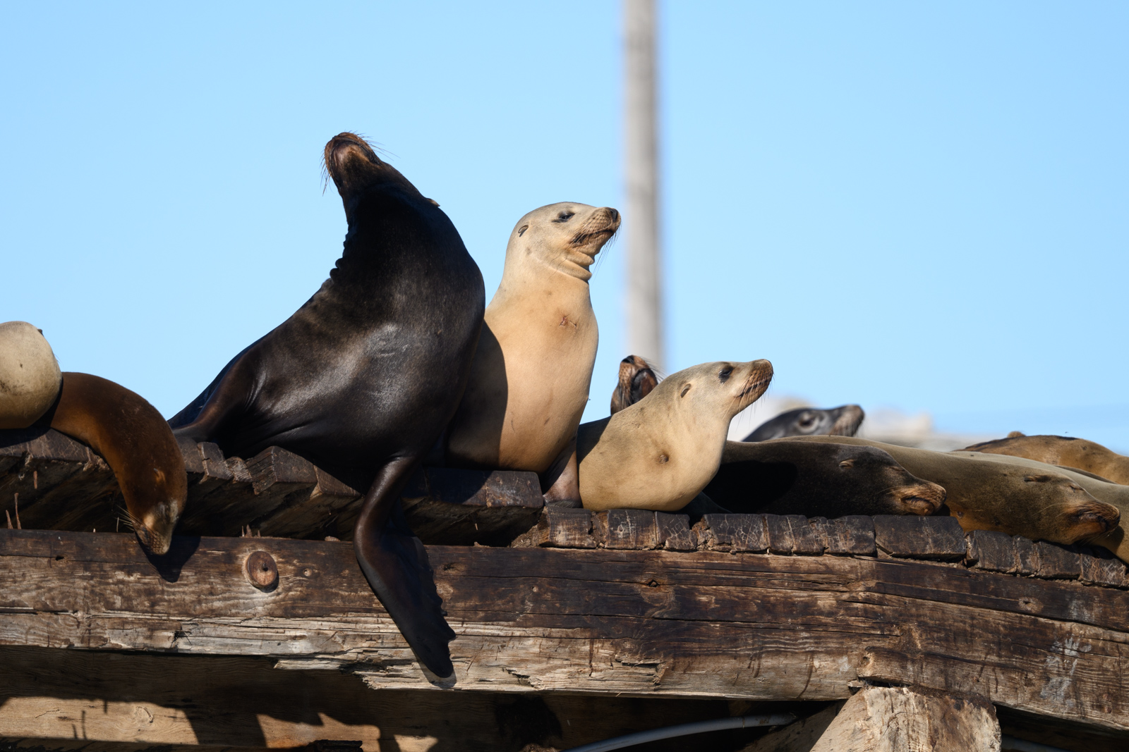Group of California Sea Lions raising their heads beside a pier at Elkhorn Slough in winter