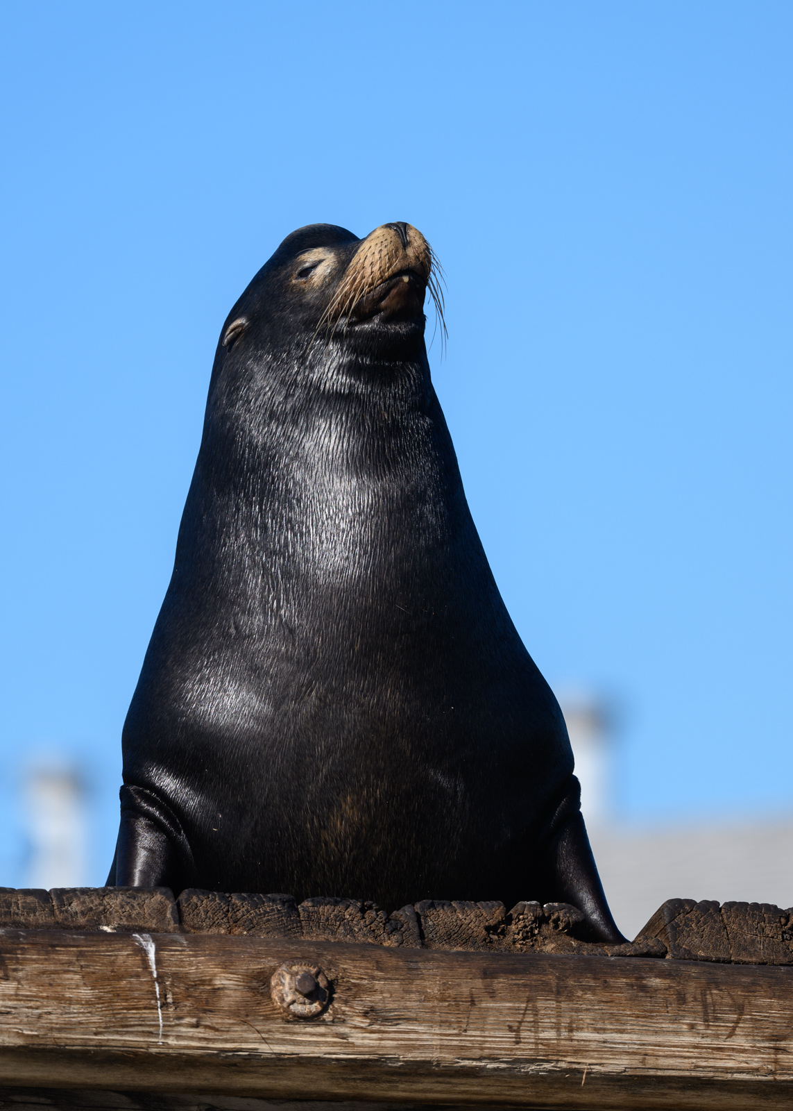 Male California Sea Lion lifting its upper body at Elkhorn Slough in winter