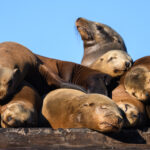 Group of California Sea Lions sleeping piled together at Elkhorn Slough in winter