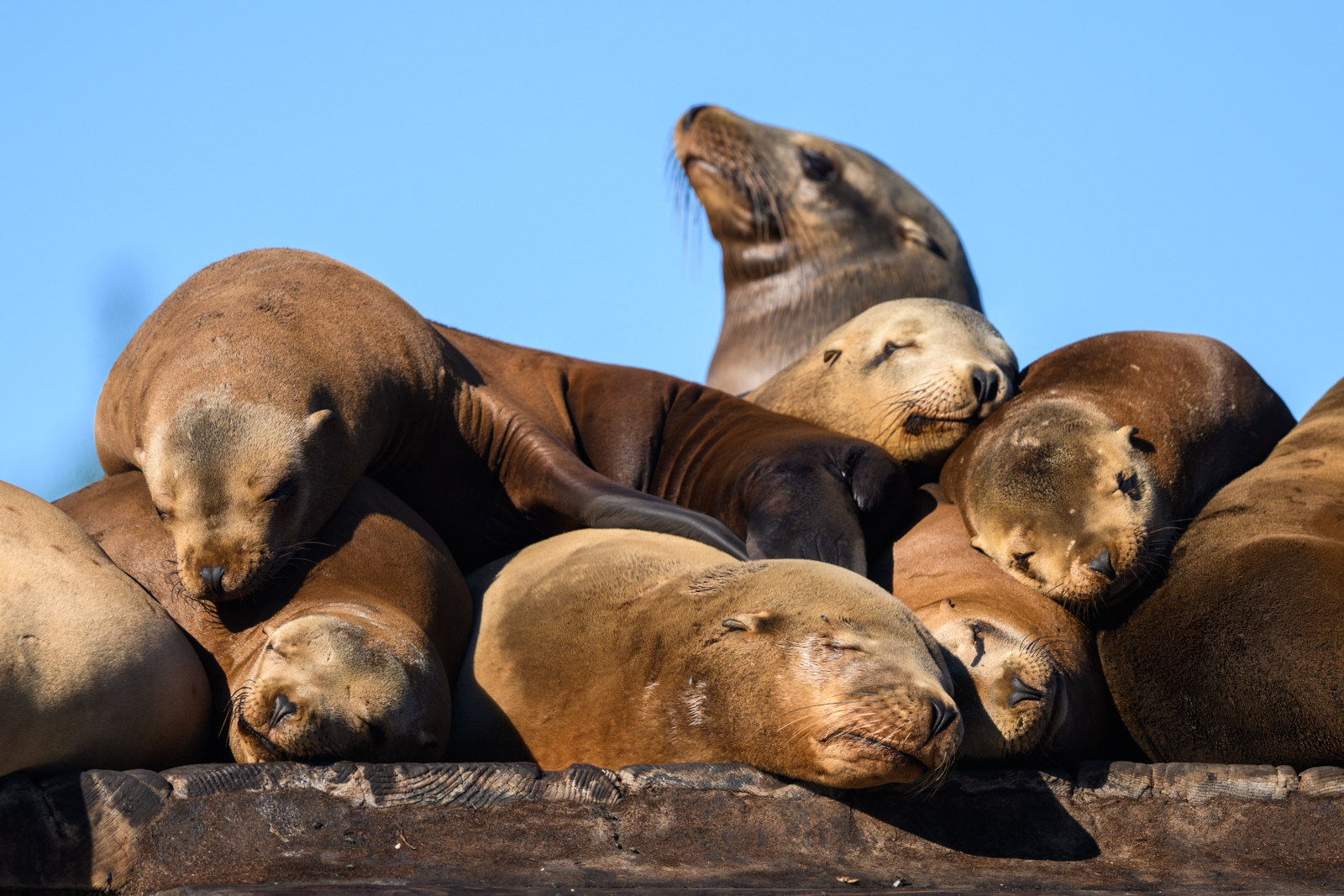 Group of California Sea Lions sleeping piled together at Elkhorn Slough in winter
