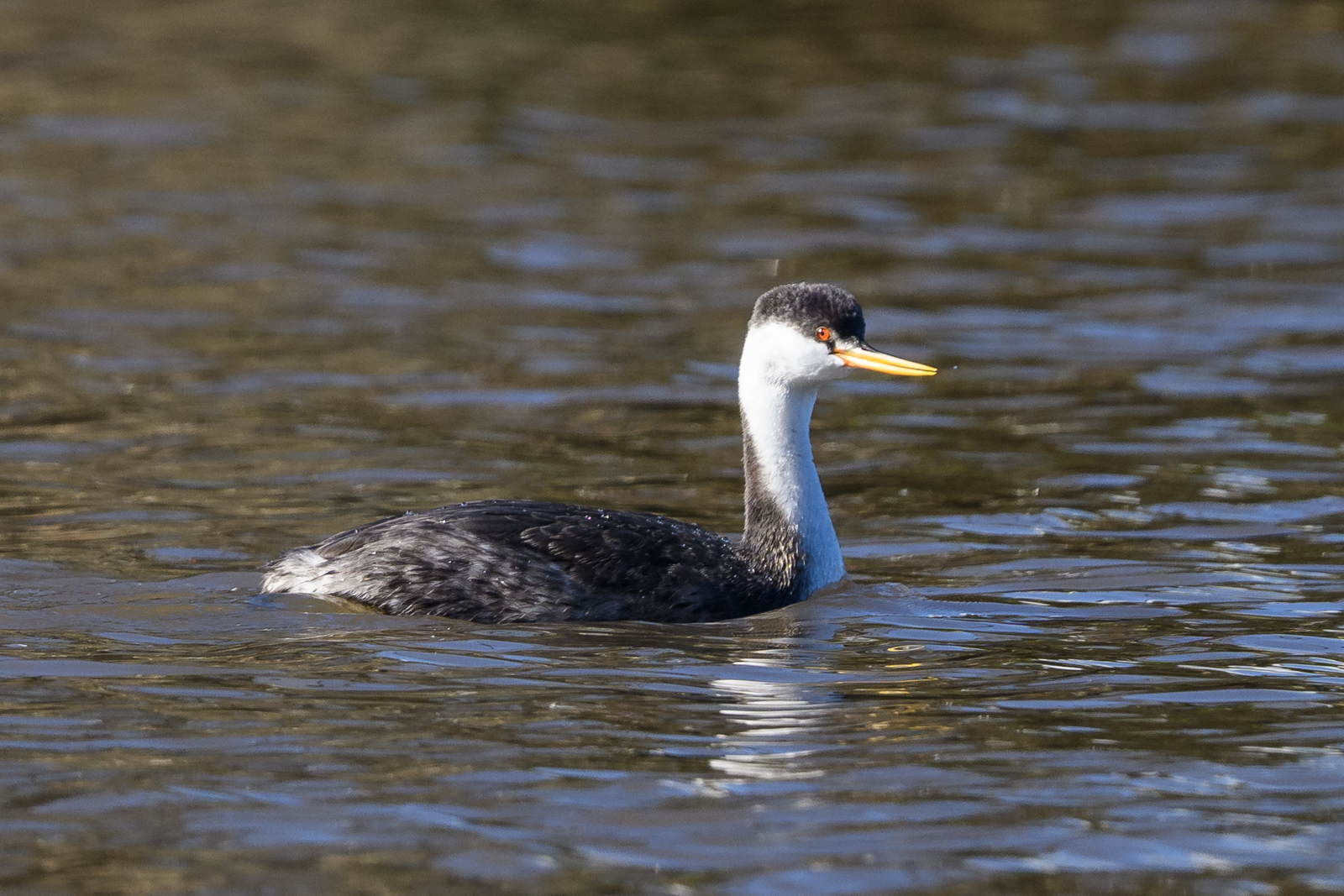 Western Grebe swimming on the water at Elkhorn Slough in winter
