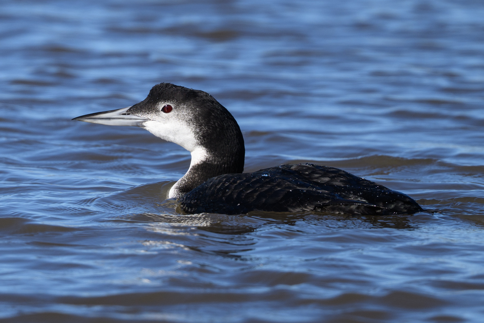 Male Common Loon floating on the water at Elkhorn Slough in winter