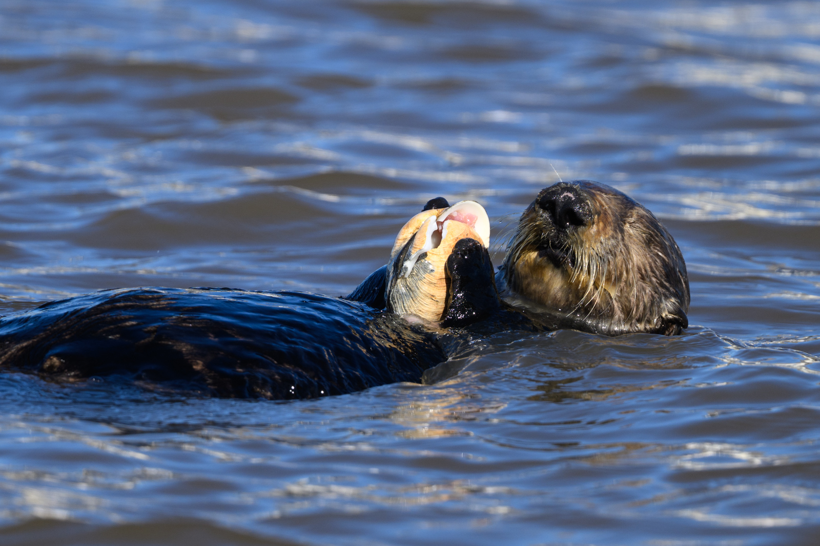 Sea otter eating a shell while floating on the water at Elkhorn Slough in winter