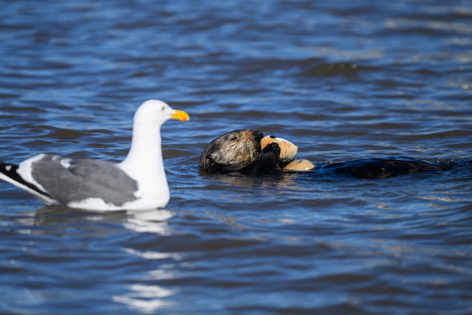 Sea otter eating a shell while a Western Gull watches closely at Elkhorn Slough in winter