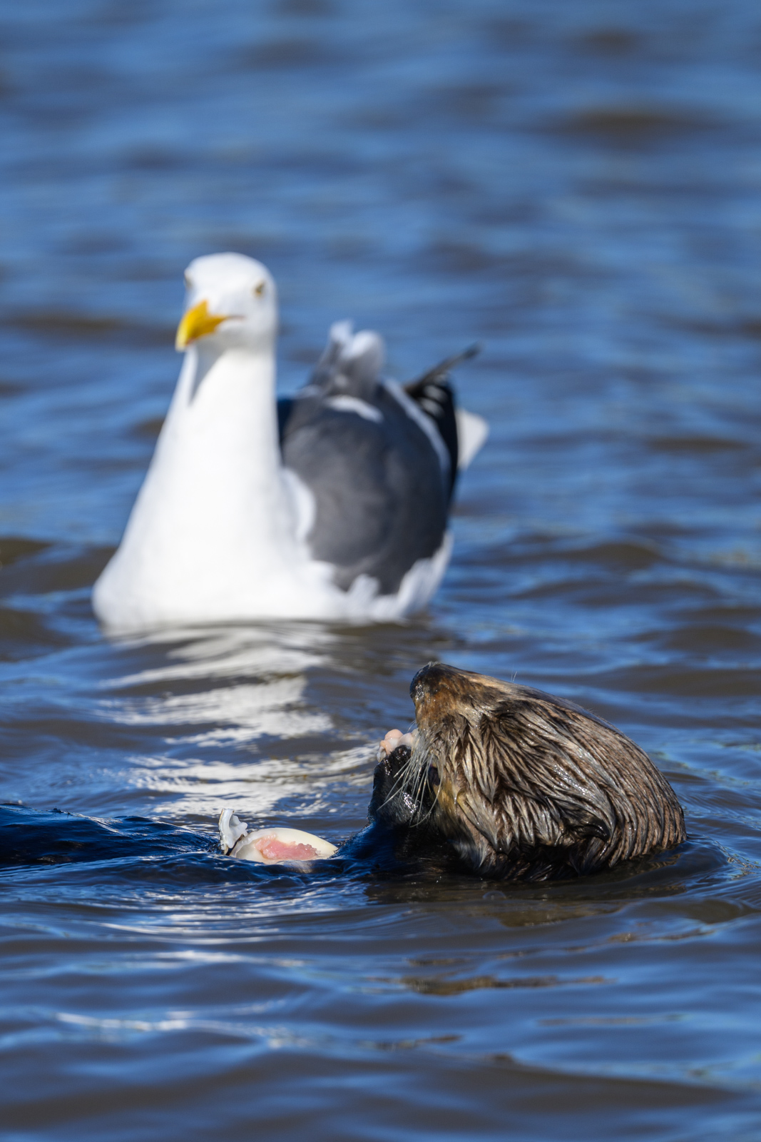 Sea otter eating a shell while a Western Gull watches closely at Elkhorn Slough in winter