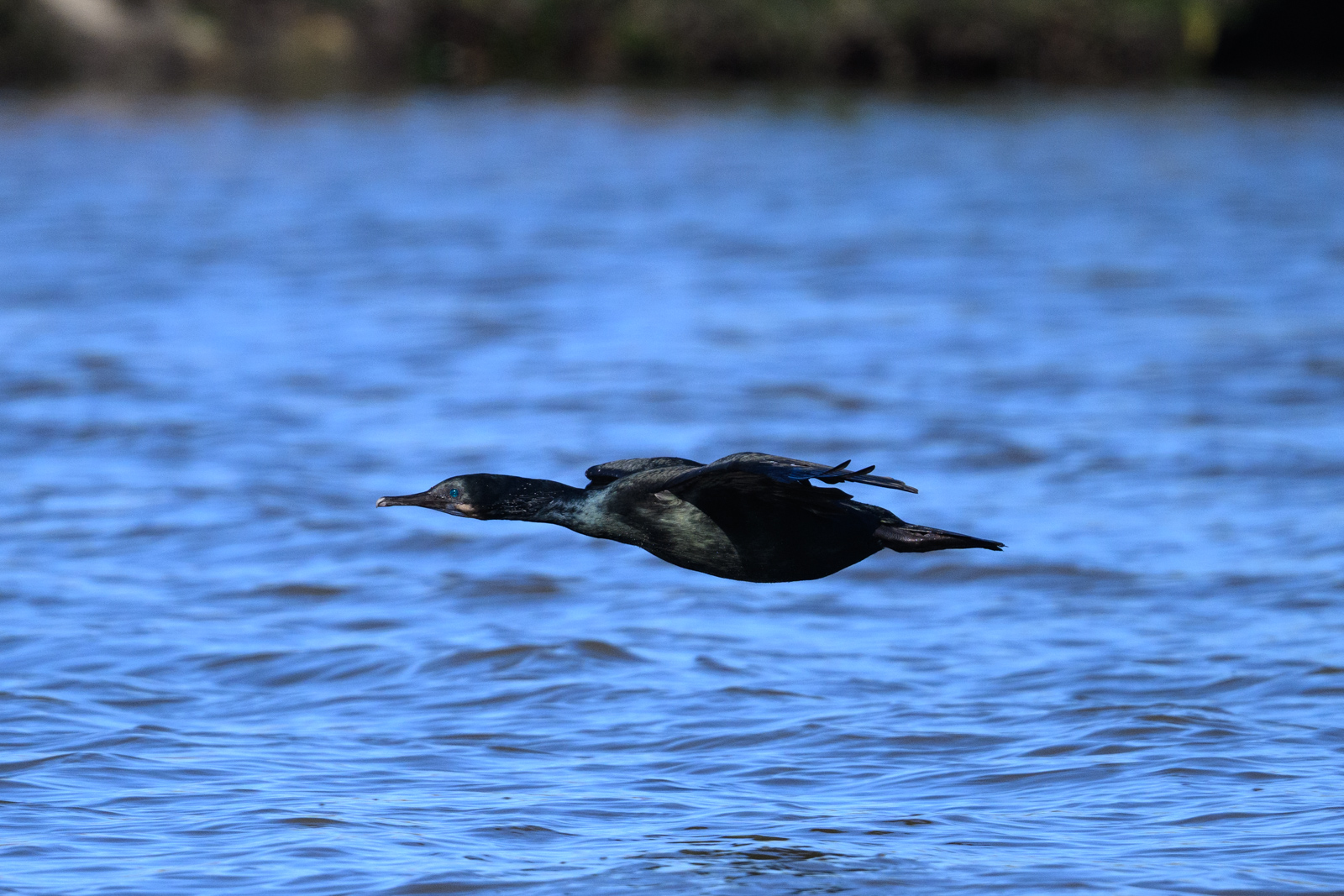 Brandt’s Cormorant flying low along the shoreline at Elkhorn Slough in winter