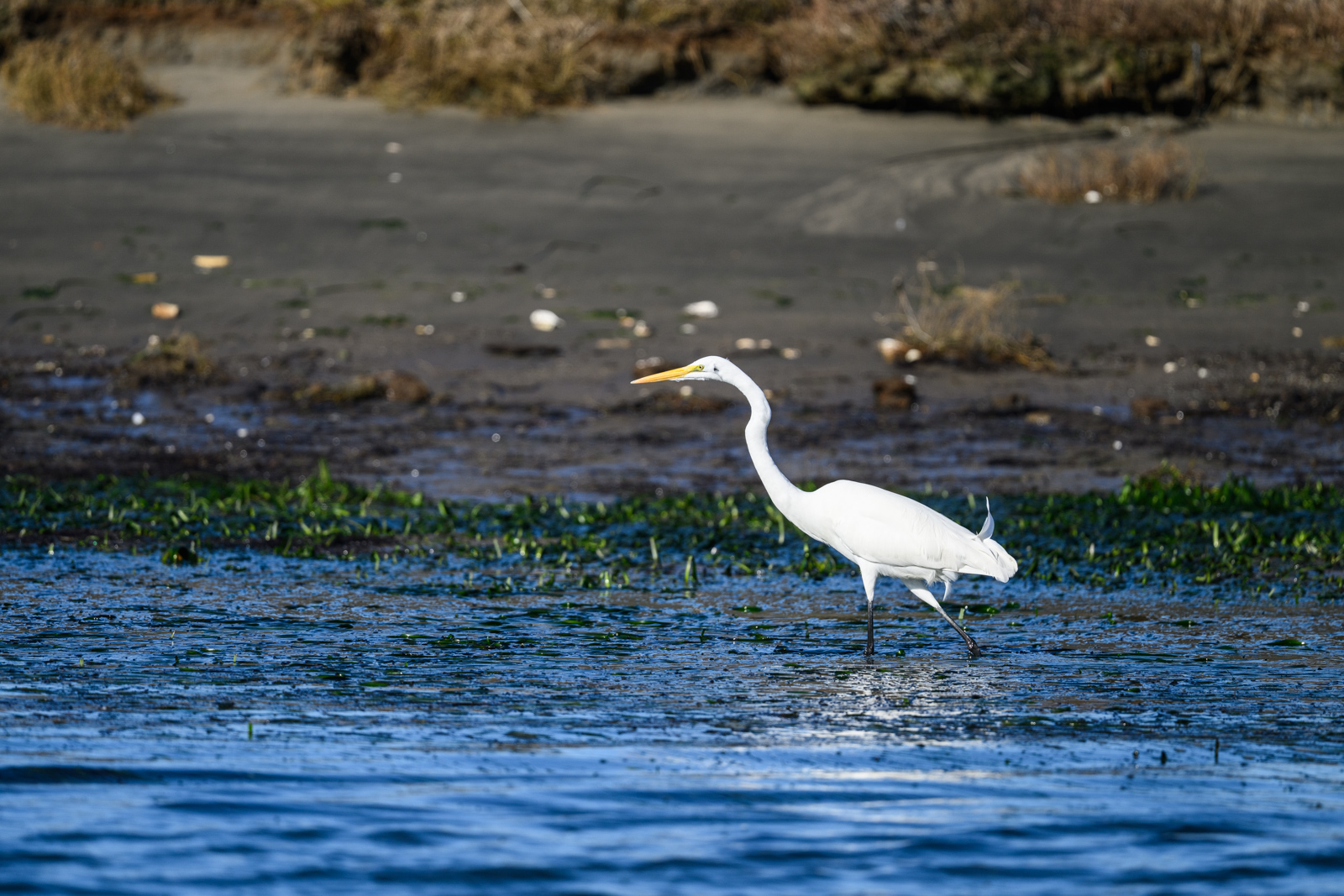 Distant view of a Great Egret walking across a vegetated mudflat at Elkhorn Slough in winter