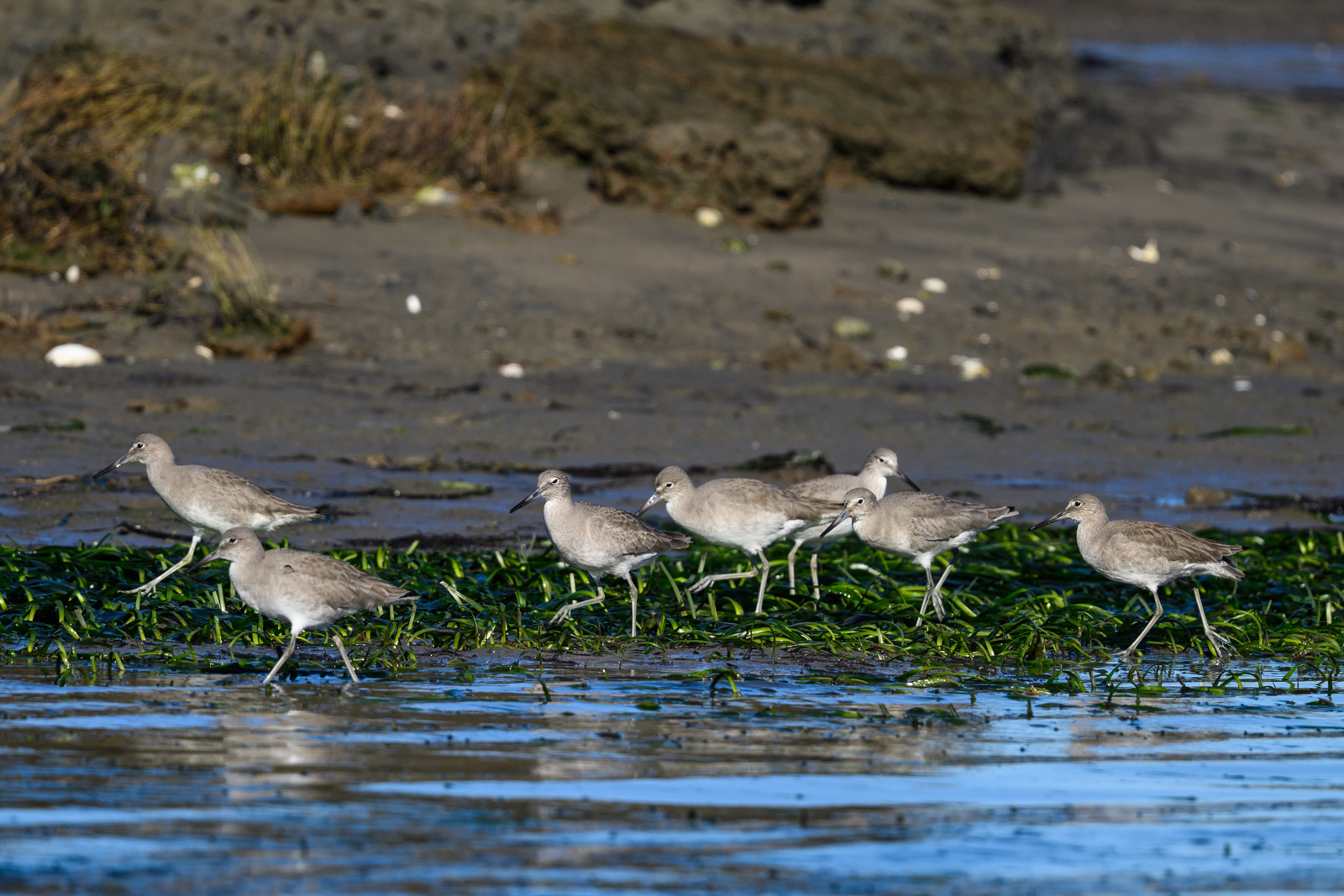 Group of Willets walking across a mudflat with aquatic vegetation at Elkhorn Slough in winter