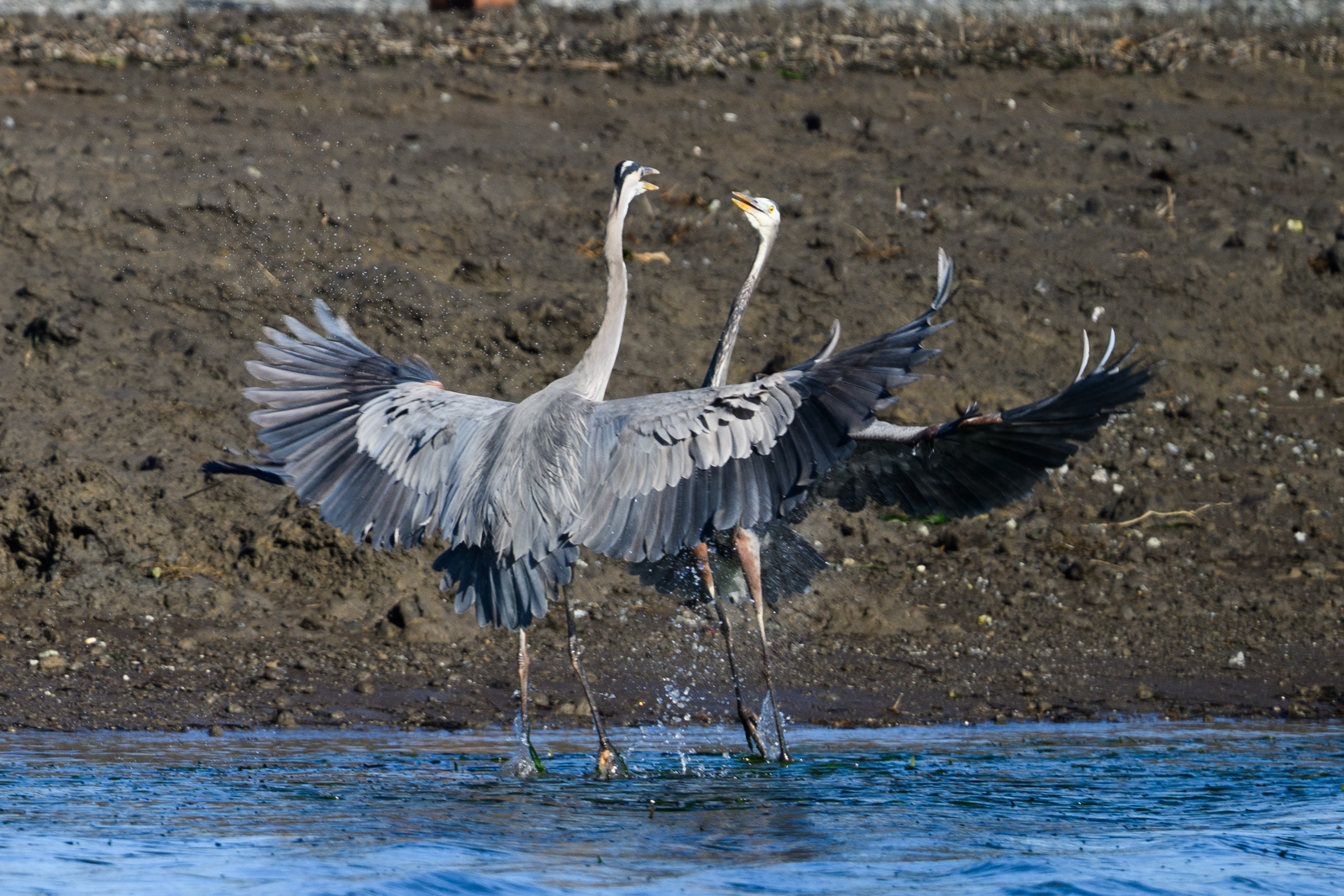 Two Great Blue Herons fighting in midair at Elkhorn Slough in winter