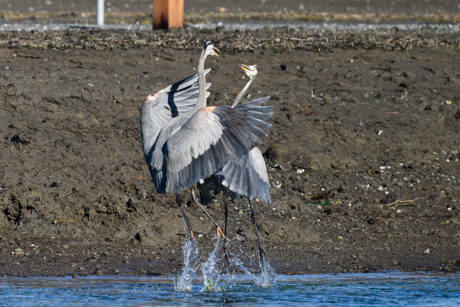 Two Great Blue Herons fighting in midair at Elkhorn Slough in winter