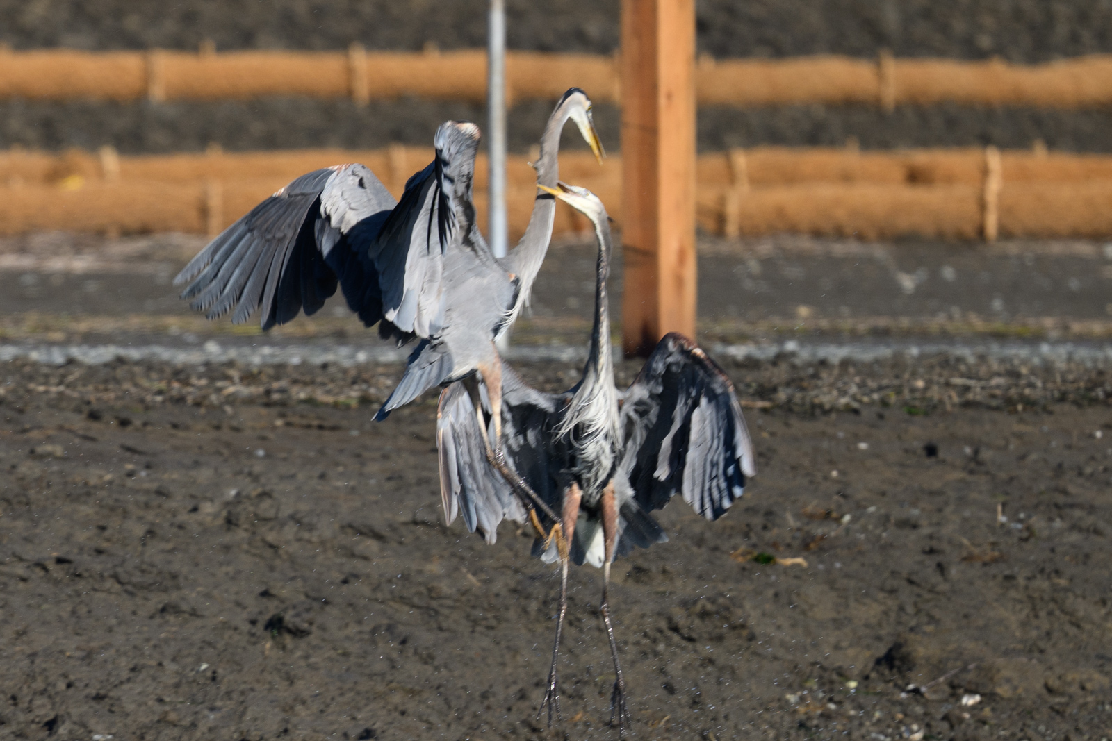 Two Great Blue Herons fighting in midair at Elkhorn Slough in winter