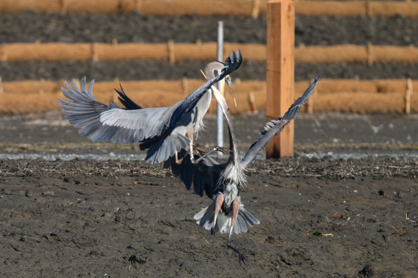 Two Great Blue Herons fighting in midair at Elkhorn Slough in winter