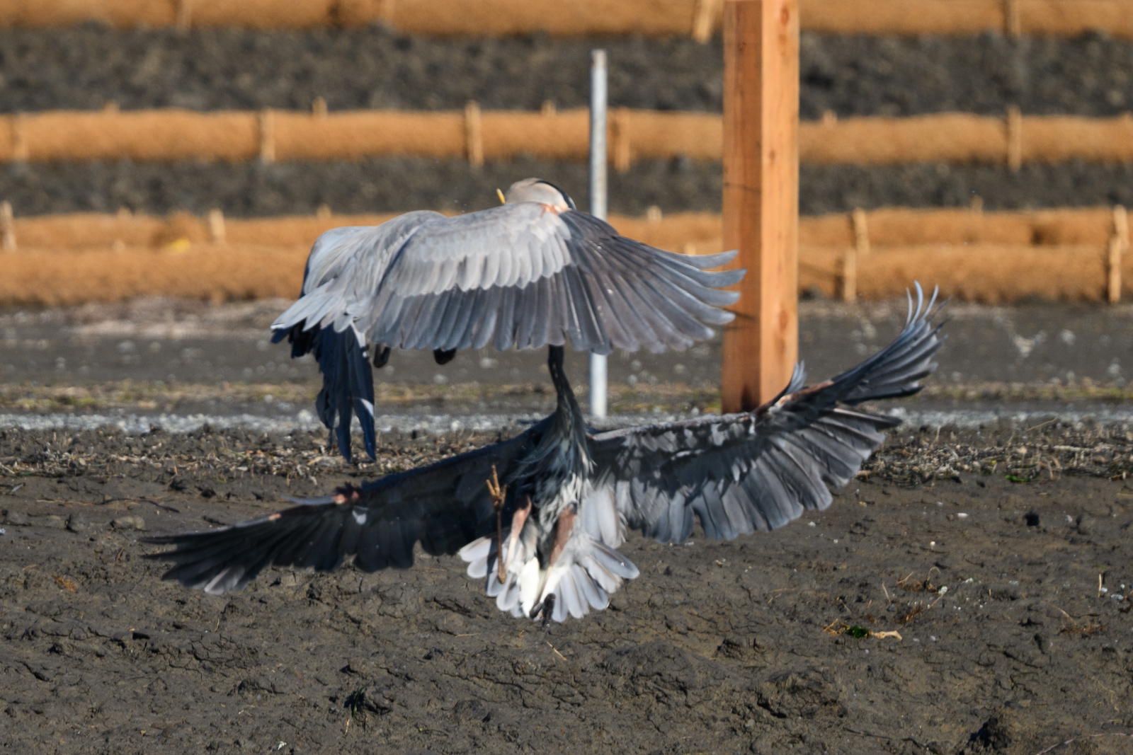 Two Great Blue Herons fighting in midair at Elkhorn Slough in winter