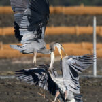 Two Great Blue Herons fighting in midair at Elkhorn Slough in winter