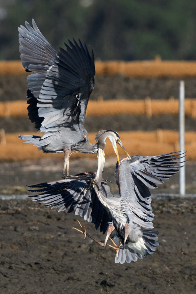 Two Great Blue Herons fighting in midair at Elkhorn Slough in winter