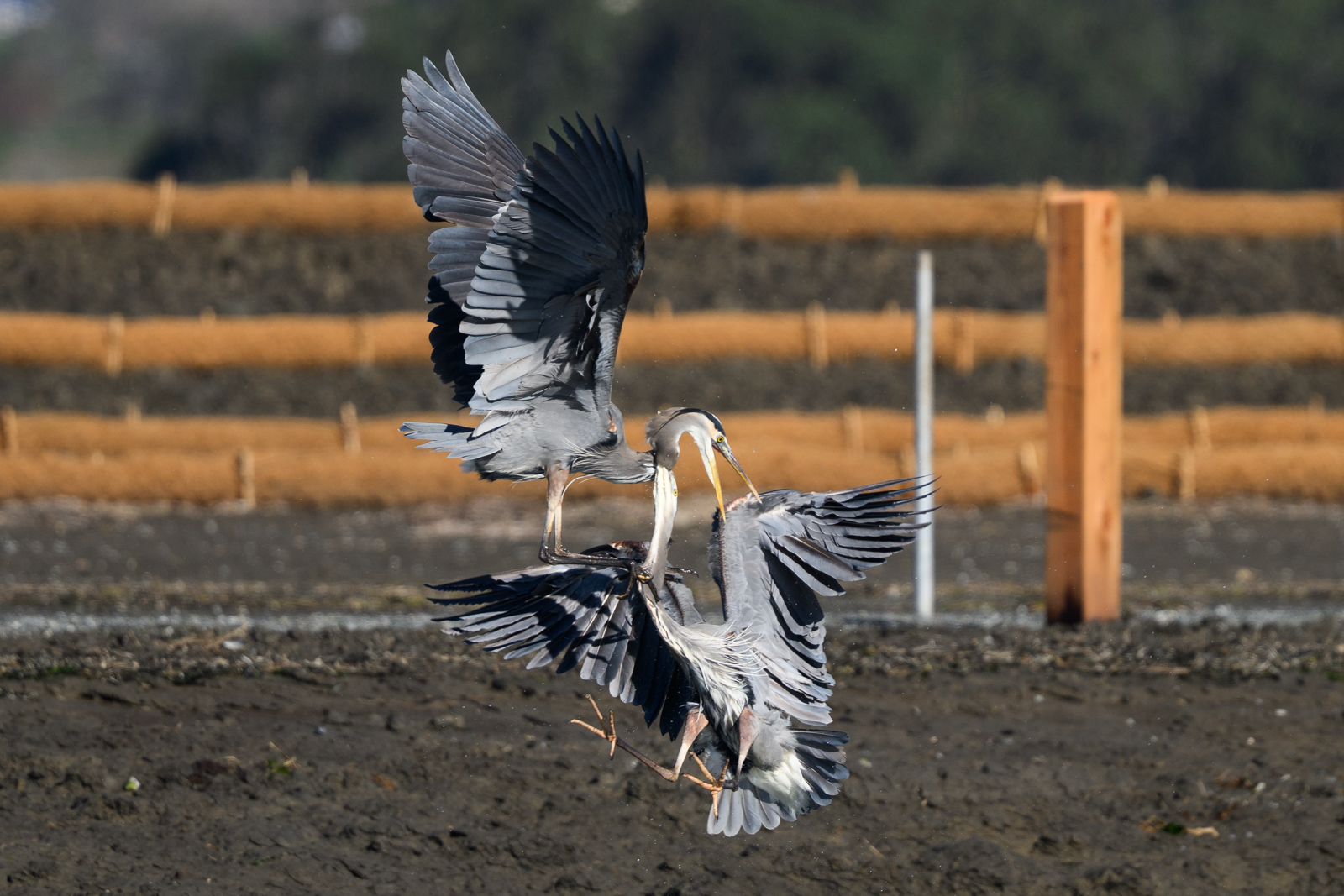 Two Great Blue Herons fighting in midair at Elkhorn Slough in winter