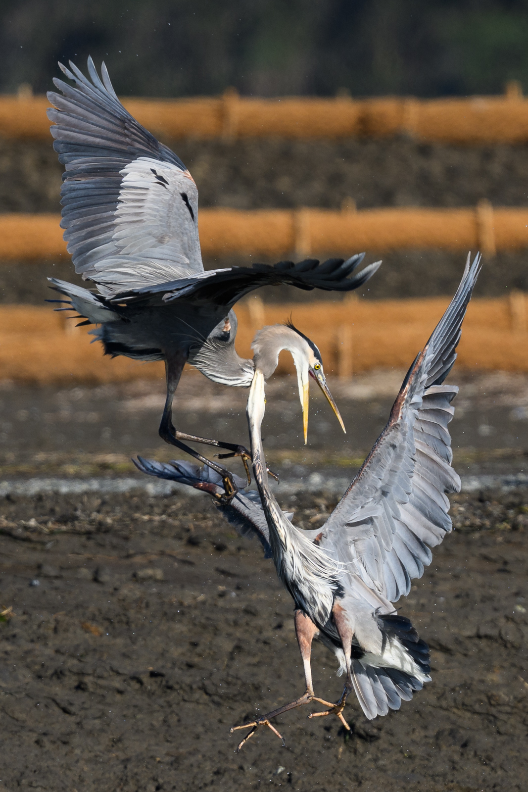 Two Great Blue Herons fighting in midair at Elkhorn Slough in winter