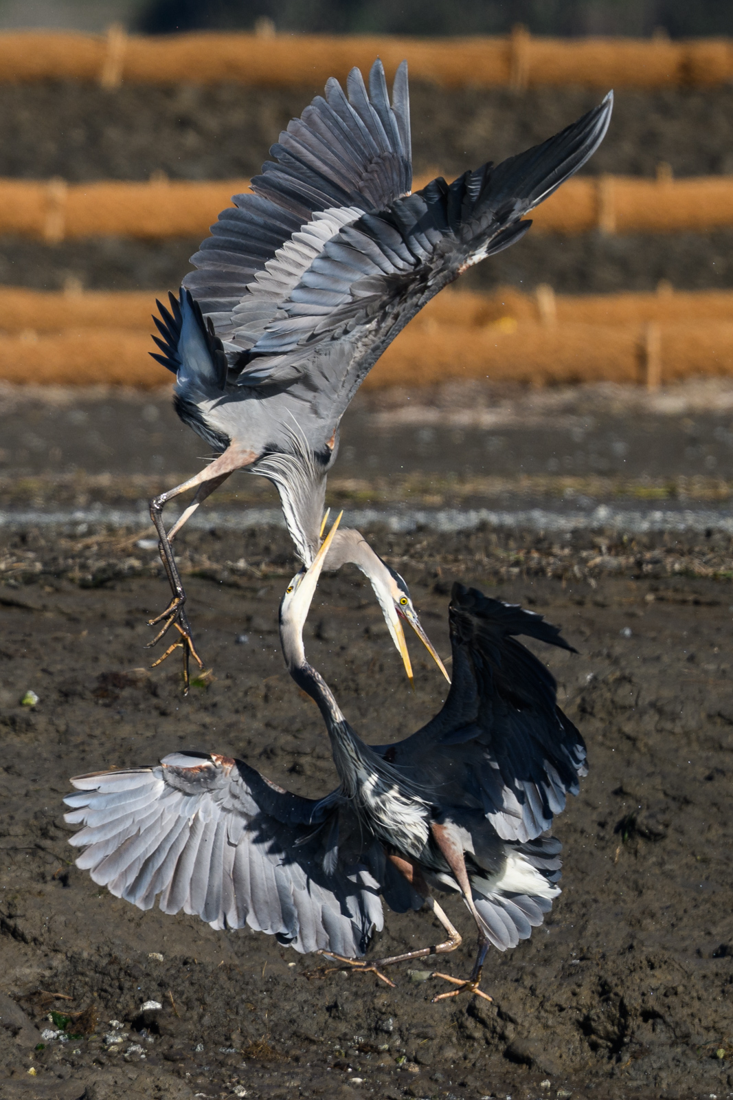Two Great Blue Herons fighting in midair at Elkhorn Slough in winter