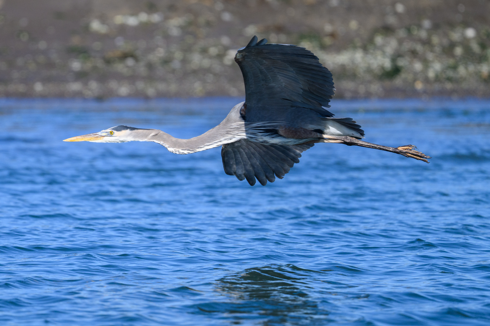 Great Blue Heron flying along the shoreline at Elkhorn Slough in winter