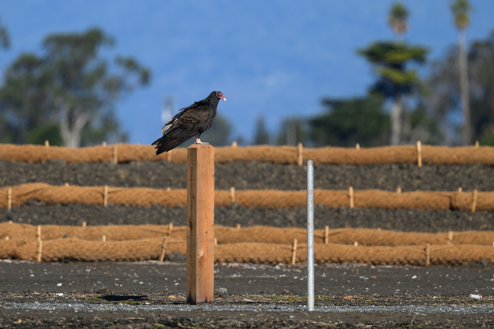 Turkey Vulture perched on a support post at Elkhorn Slough in winter
