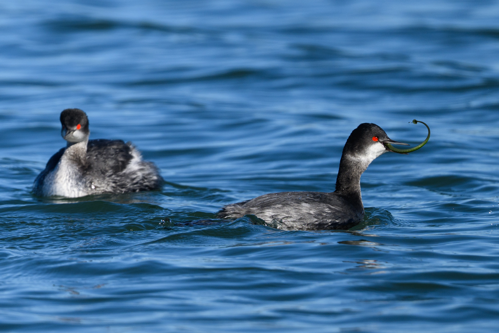 Eared Grebe feeding on aquatic vegetation at Elkhorn Slough in winter