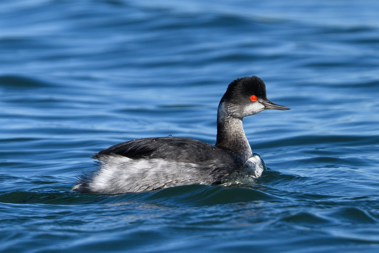 Eared Grebe swimming at Elkhorn Slough in winter