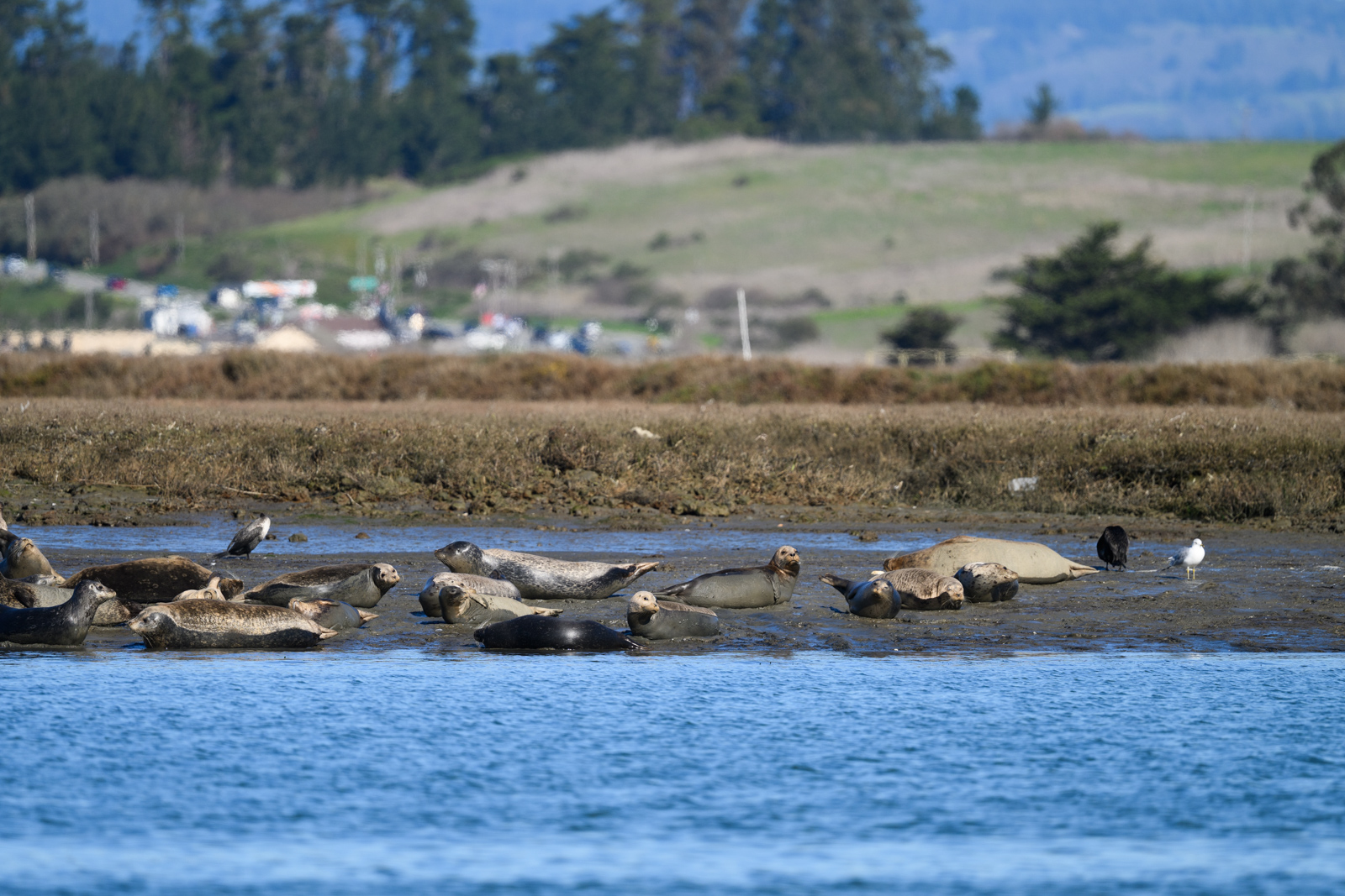 Group of Harbor Seals lying on a mudflat at Elkhorn Slough in winter