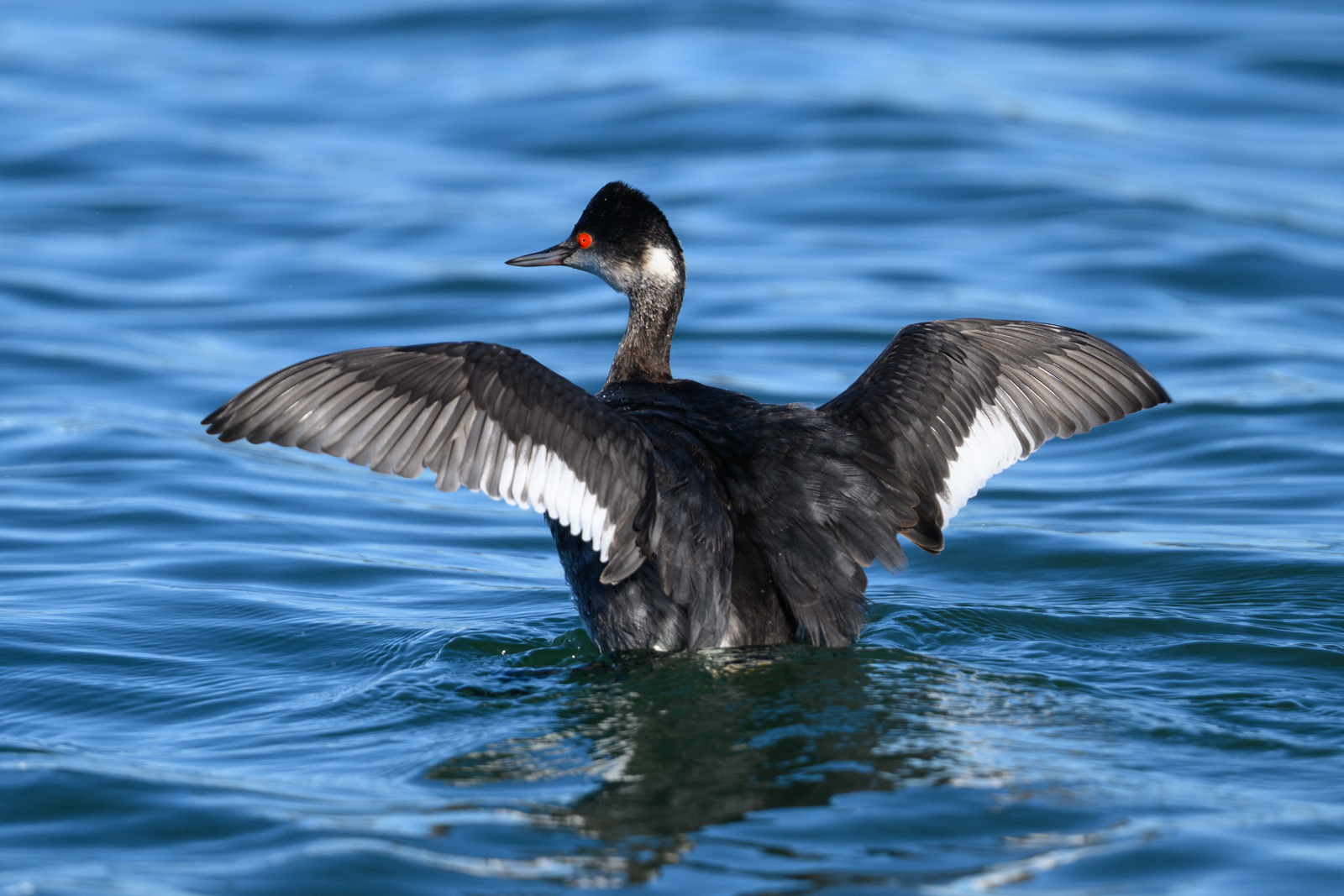 Eared Grebe spreading its wings on the water at Elkhorn Slough in winter