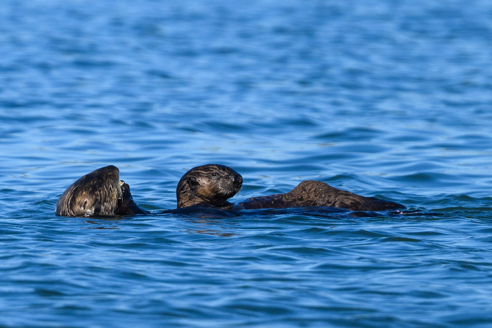 Sea otter mother and pup floating on the water at Elkhorn Slough in winter