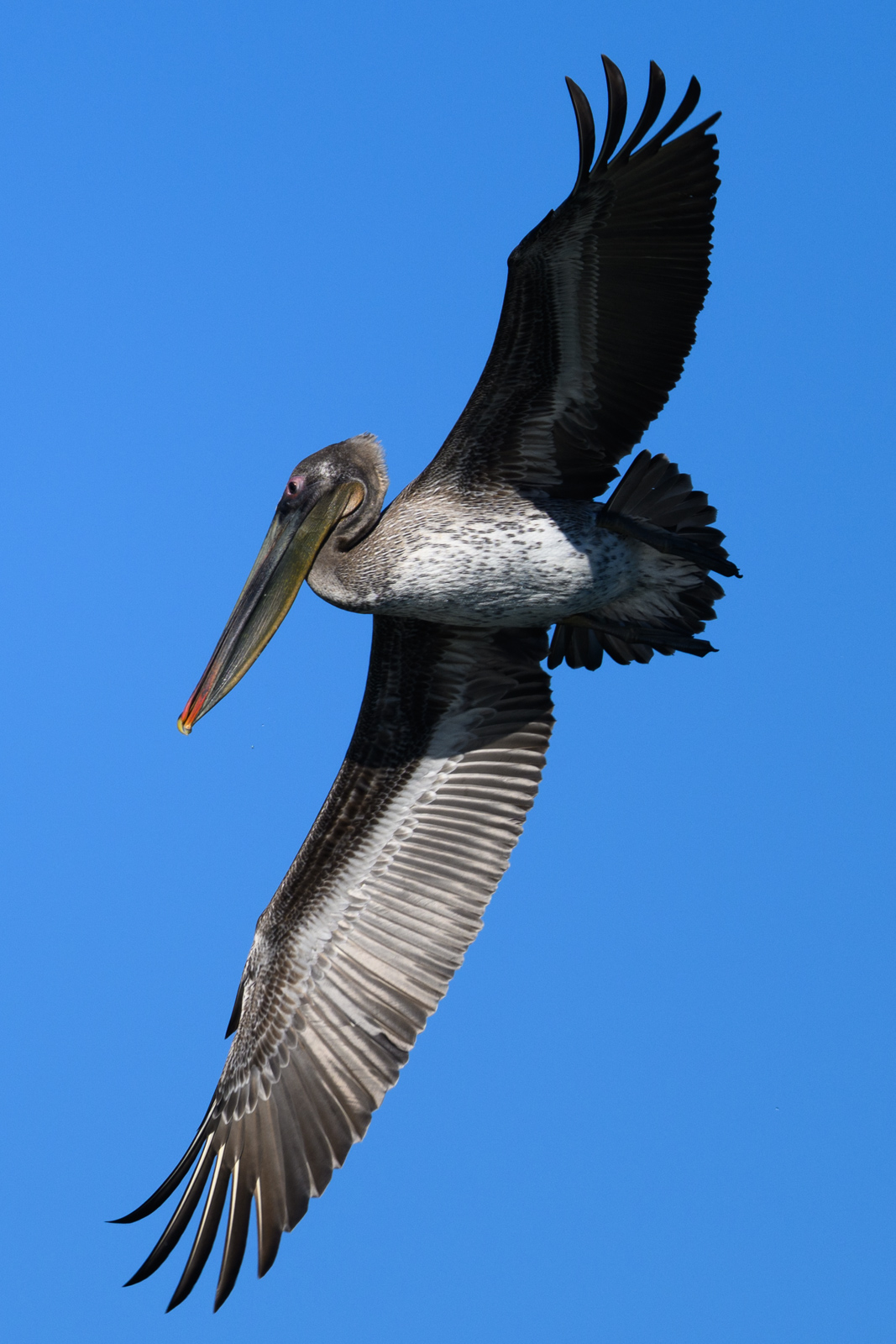 Brown Pelican flying with wings fully spread at Elkhorn Slough in winter