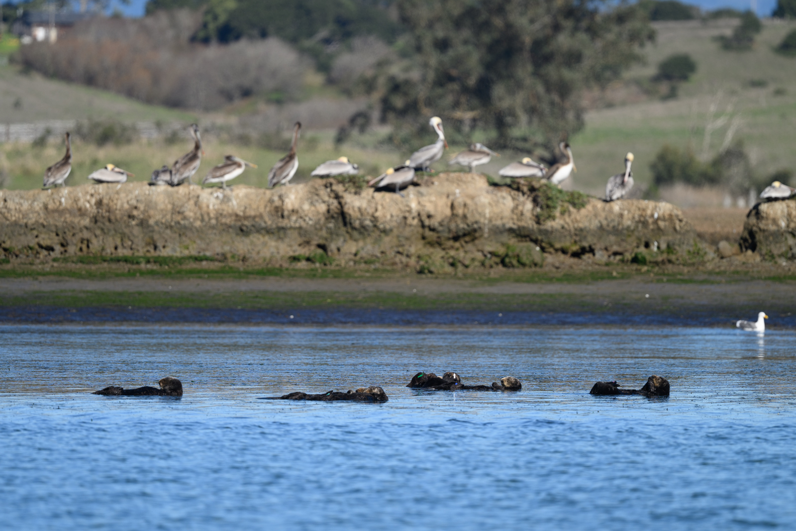 Group of sea otters with Brown Pelicans gathered on the embankment at Elkhorn Slough in winter