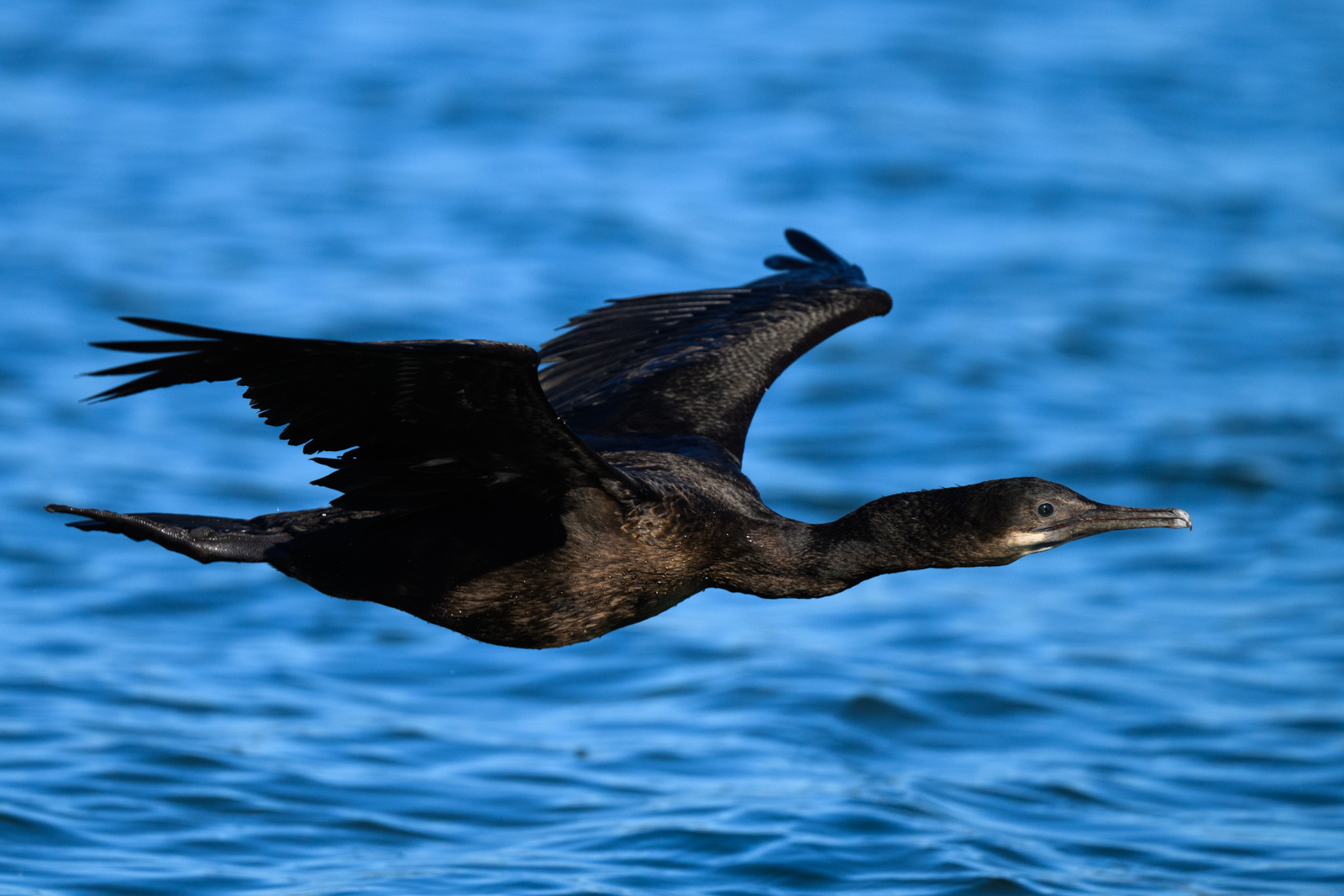 Brandt’s Cormorant flying low along the water surface at Elkhorn Slough in winter