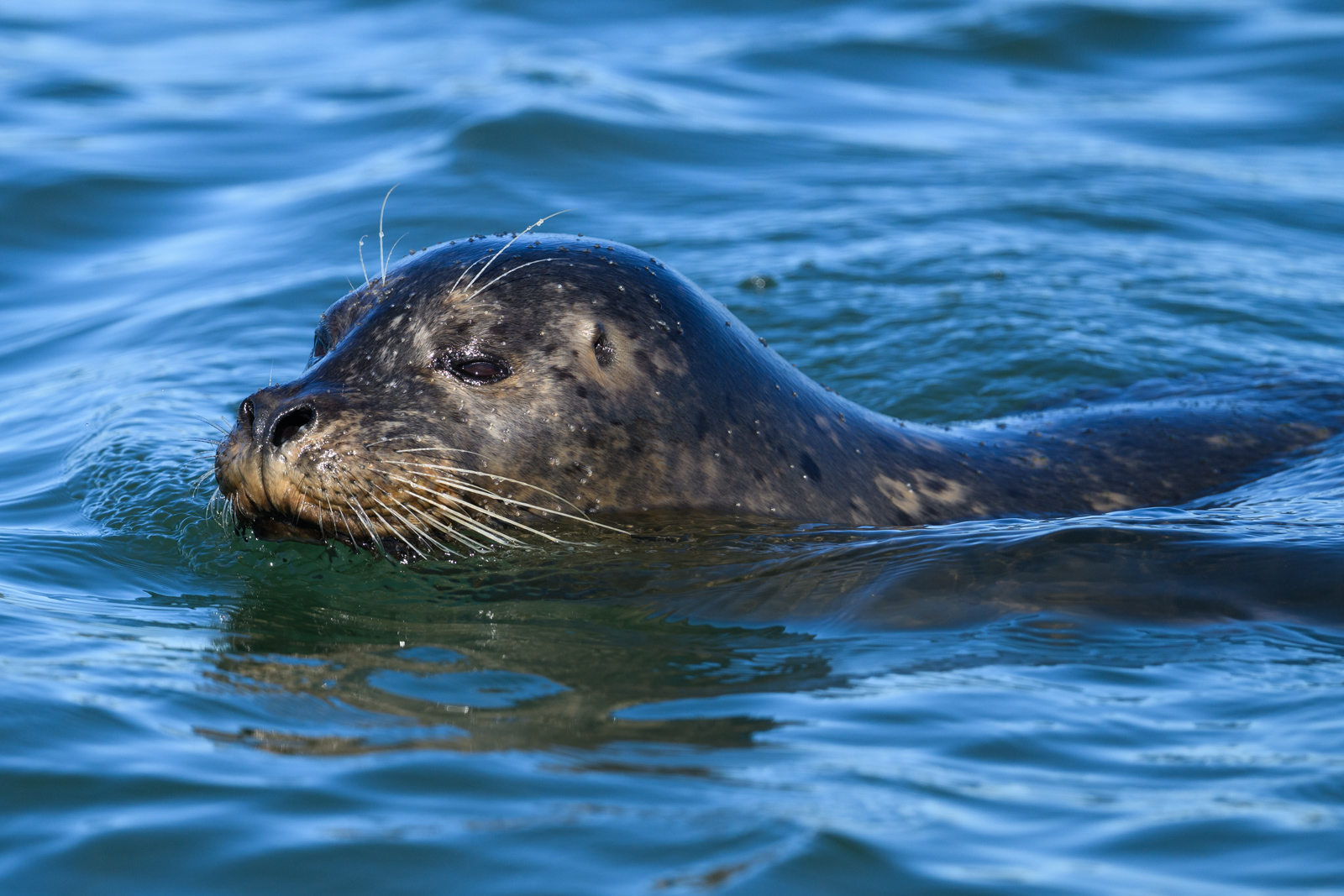 Close-up of a Harbor Seal swimming in the water at Elkhorn Slough in winter